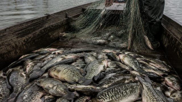 Urgent Measures Needed for Invasive Fish Species Impacting Livelihoods