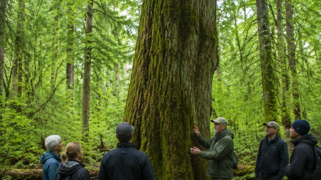 Canadian Town Takes Bold Step by Granting Rights to Trees