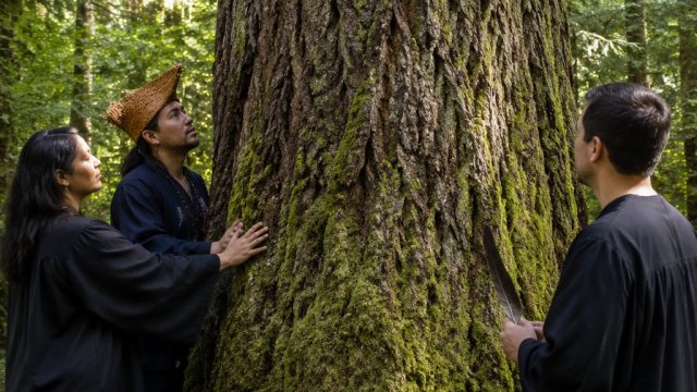 Canadian Community Recognizes Trees as Legal Entities Amid Environmental Push | juventus tips 1x2, r