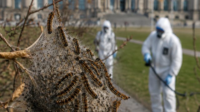 Germany Faces Urgent Threat from Toxic Caterpillar Infestation | slot 368, 777 poker online